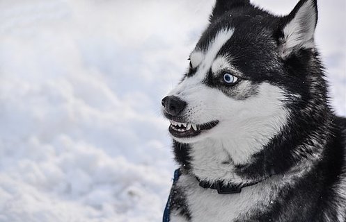 あなたの愛犬の唸る原因を徹底解明 原因別で唸る癖を治そう Uchinoco うちの子