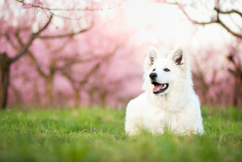 画像・写真・ベクター画像・動画・音楽素材 | Shutterstock