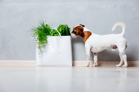 犬が玉ねぎを食べちゃった 飼い主が知っておきたい症状と対処法 Uchinoco うちの子