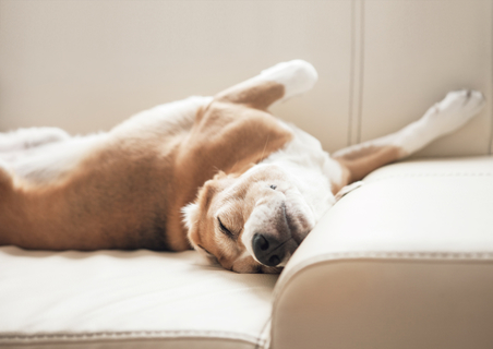 犬は寝相が良い 悪い どっちでしょう 寝方で性格もわかる Uchinoco うちの子