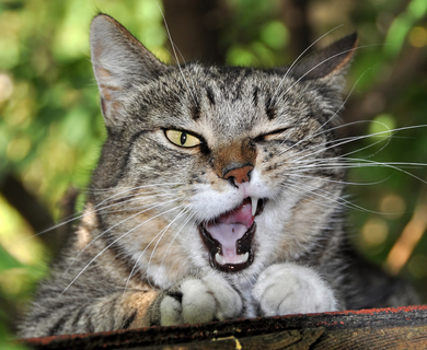 猫がウインクをするときはどんな気持ちなの Uchinoco うちの子