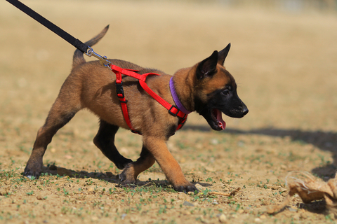 子犬の散歩時間ってどれくらいが良いの Uchinoco うちの子