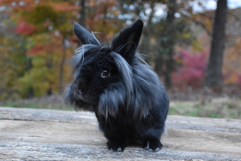 ライオンラビットの飼い方は 飼育に必要なアイテムおすすめ5選 Uchinoco うちの子