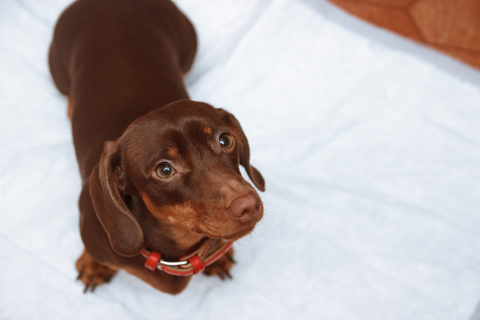 犬の生理期間に過ごし方について Uchinoco うちの子