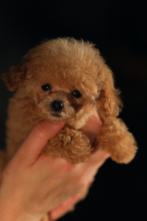 超小型犬 小さい犬の種類や人気の犬種 Uchinoco うちの子