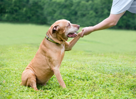 犬に芸をさせたい ゴロン ハイタッチはどんな風に教えれば良いの Uchinoco うちの子