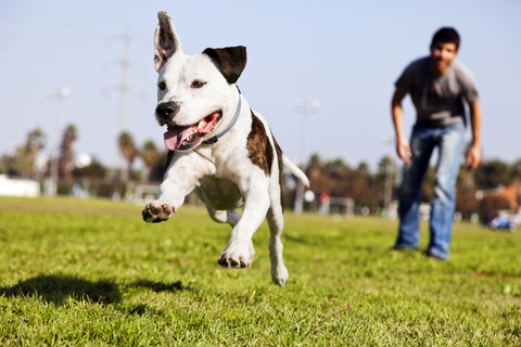 動くものを追いかけるのは自然な行動 犬の心理状態を考えてみよう Uchinoco うちの子