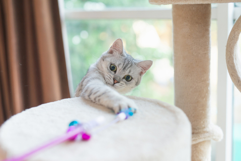 猫が豹変 おもちゃをくわえて唸る理由とは Uchinoco うちの子