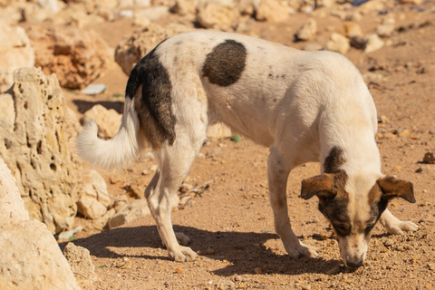 犬が石を食べちゃった どうすれば良いの 対策と予防について Uchinoco うちの子