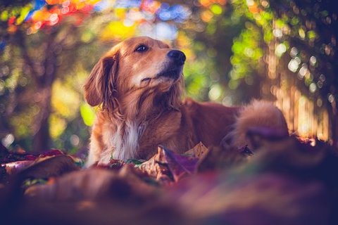 犬が笑っているように見える4つの理由 犬が笑う意味とは Uchinoco うちの子