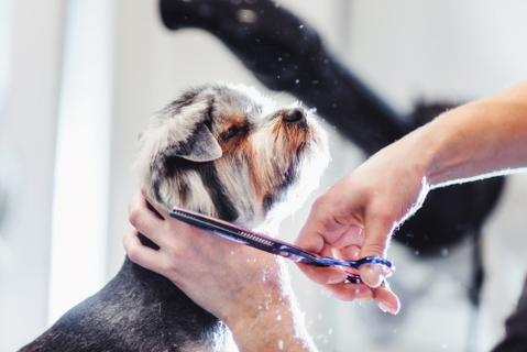 犬のカットにはどんな種類があるの知りたい Uchinoco うちの子