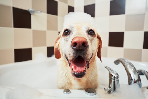 お風呂が好きな犬種は Uchinoco うちの子