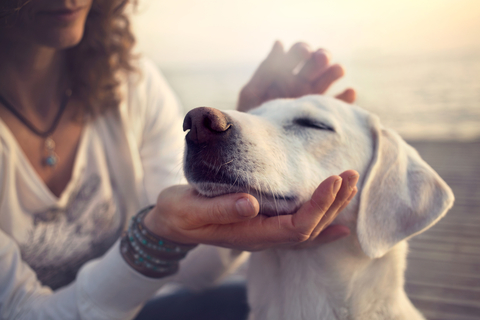 犬を撫でたい 犬が喜ぶ撫で方をご紹介 Uchinoco うちの子