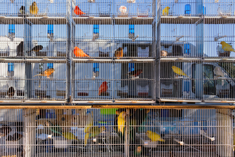 鳥を飼いたいときにはペットショップで大丈夫 Uchinoco うちの子