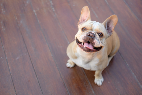 犬が急に甘えてくるのはなぜ 理由や対処方法をご紹介 Uchinoco うちの子