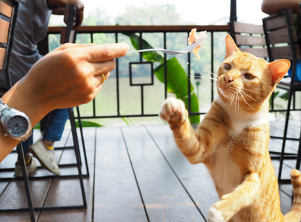 猫にハムは食べさせたらダメ ハムが猫に与える悪影響 Uchinoco うちの子