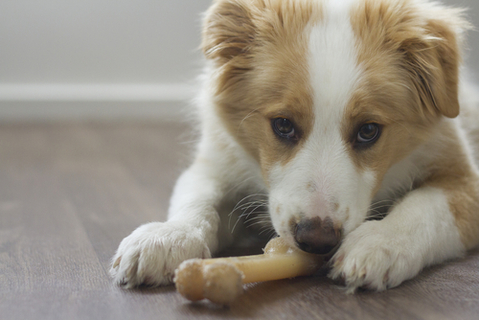 子犬のしつけ 子犬が噛むのはどうして いつまで続くの Uchinoco うちの子