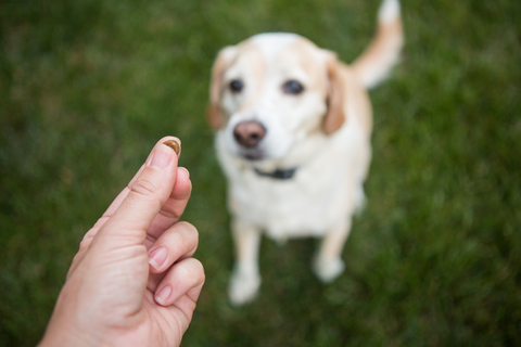 成犬にお座りを教えるトレーニングとは Uchinoco うちの子