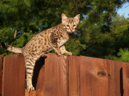 サーバルキャットの血を引く サバンナ について Uchinoco うちの子