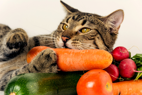 猫が食べて良いもの 悪いもの 野菜編 Uchinoco うちの子