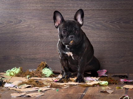 子犬がトイレシートを破いちゃうのはなぜ やめさせる方法は Uchinoco うちの子