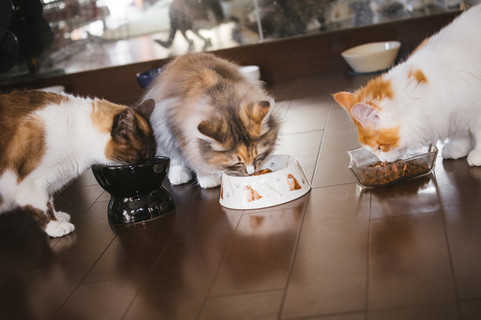 猫を多頭飼いしているとき 餌やりはどうしたらいいの Uchinoco うちの子