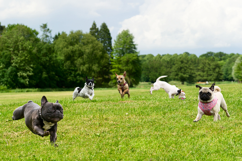 画像・写真・ベクター画像・動画・音楽素材 | Shutterstock