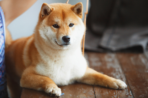 海外でも大人気 秋田犬とは Uchinoco うちの子