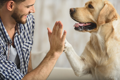 やり方を教えて 犬にハイタッチを教えたいときの方法とは Uchinoco うちの子