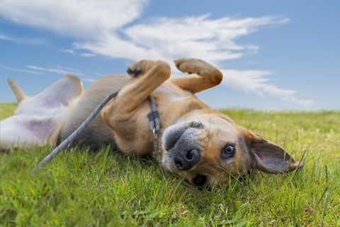 犬が背中をクネクネと擦り付ける時の感情はどんなもの Uchinoco うちの子