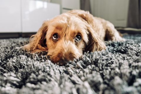 あれ どうしたの 犬が拗ねている時に見せる態度とは Uchinoco うちの子