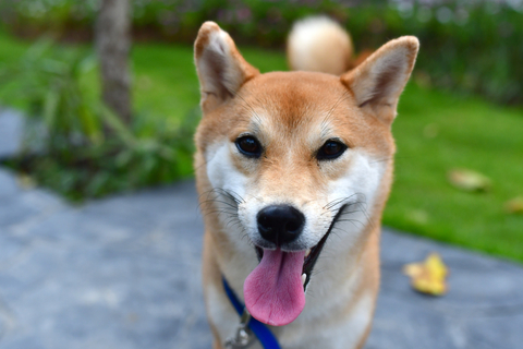 犬の舌はどんな働きがあるの 犬の舌には不思議が潜んでいる Uchinoco うちの子