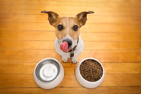 犬がご飯の器をひっくり返す どうして 愛犬の気持ちの現れかも Uchinoco うちの子