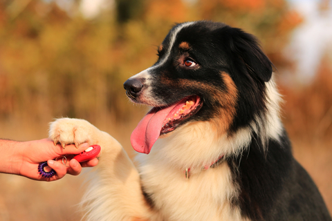 犬と英語 覚えておけば役に立つ 犬にまつわる英語表現とは Uchinoco うちの子