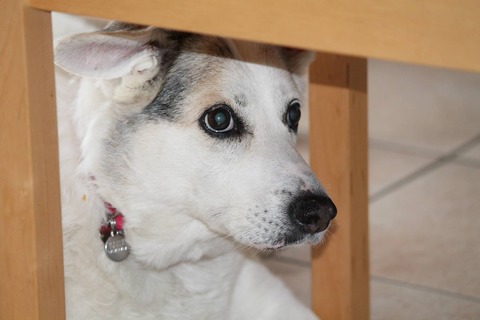 怒っているの 愛犬が低く唸る理由を紹介 Uchinoco うちの子