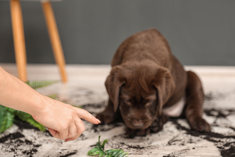 犬がイタズラをするのはなぜ 理由や叱り方をご紹介 Uchinoco うちの子