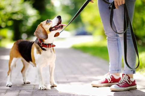 雄犬のトイレで足上げは何カ月から やめさせるには 対策グッズも紹介 Uchinoco うちの子