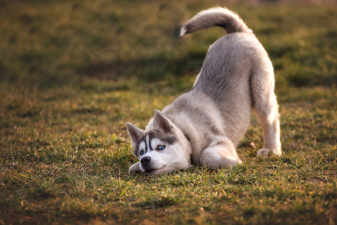 犬が遊んでほしい時に見せるサインとは Uchinoco うちの子