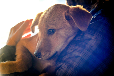 飼い主なら知っておきたい 犬が寂しい時のサインをご紹介 Uchinoco うちの子