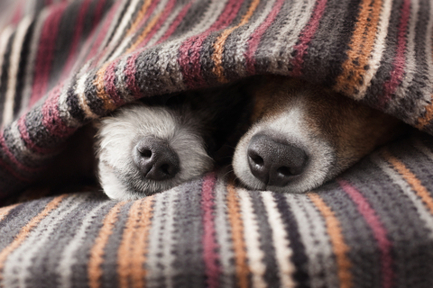 犬が元気がないとき その理由は病気 Uchinoco うちの子