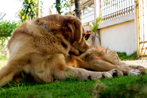 犬はどうして肉球を噛むの 肉球から血が出ている時の対象法は Uchinoco うちの子