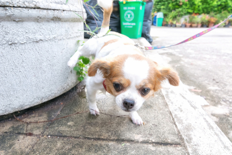 雄犬のトイレで足上げは何カ月から やめさせるには 対策グッズも紹介 Uchinoco うちの子