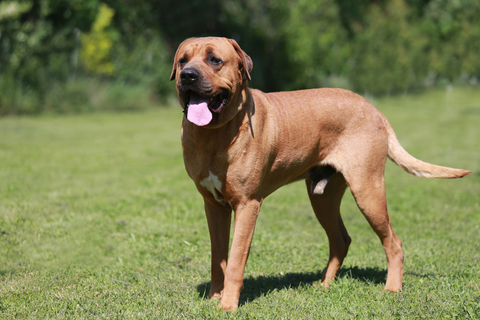 勇ましいお顔と体格が特徴 土佐犬 について Uchinoco うちの子