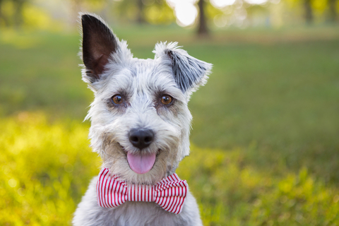 犬が嬉しい時に見える行動これ Uchinoco うちの子