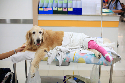 あれ 何かおかしい 犬がスキップをするのは何のサイン Uchinoco うちの子