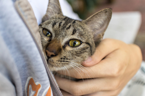 抱っこが好きな猫の性格とは 抱っこがしやすい便利なアイテムもご紹介 Uchinoco うちの子