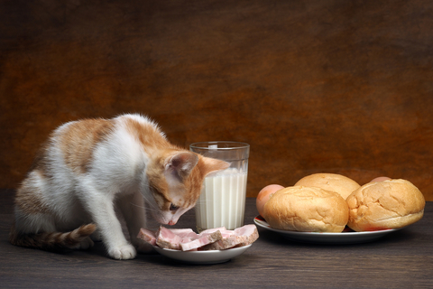 猫にハムは食べさせたらダメ ハムが猫に与える悪影響 Uchinoco うちの子