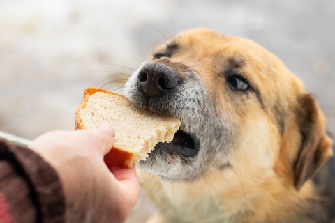 犬にパンをあげても大丈夫 パンを与えるときの注意点とは Uchinoco うちの子