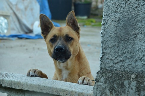 犬の耳が持ち上がるとき 犬はどんな気持ち Uchinoco うちの子