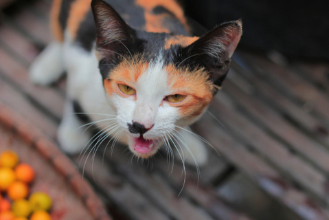 飼い猫が毛玉を吐き出さない時はどうなるの？  UCHINOCO ＜うちの子＞